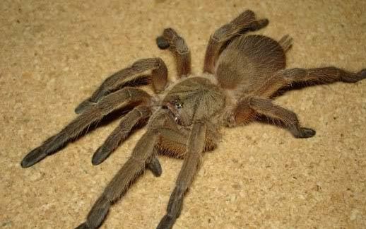 国产敬钊缨毛蛛喂食