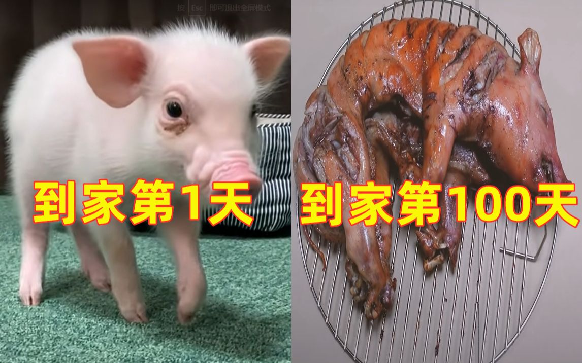 [图]如何看待精心饲养100天后吃的猪？是圣母还是冷血？