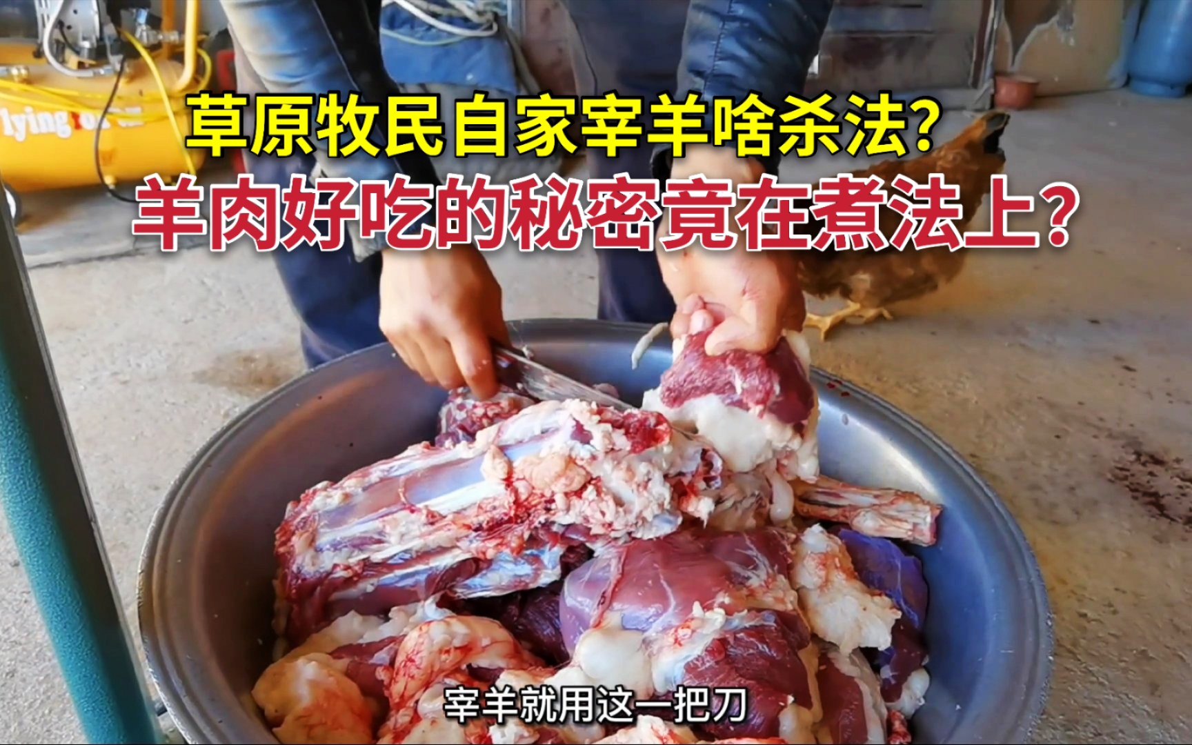 [图]草原牧民自家宰羊啥杀法？牧区羊肉好吃的秘密竟在煮法上？这种杀法见过吗？