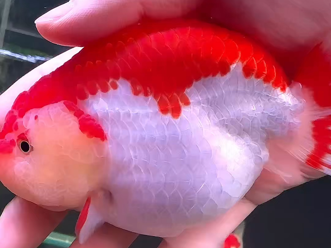 潘氏金鱼:鸡血通背红