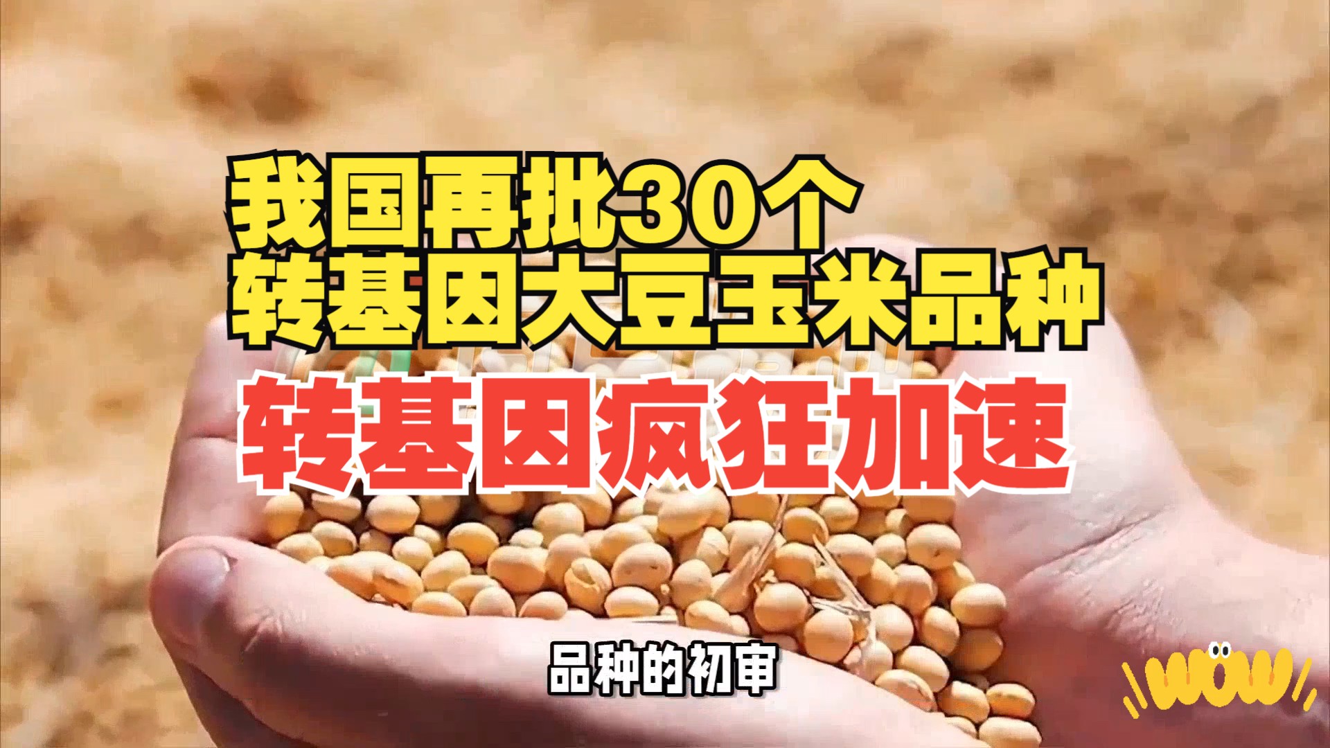 丰产压力下我国再批30个转基因大豆玉米品种 印度将加大小麦采购