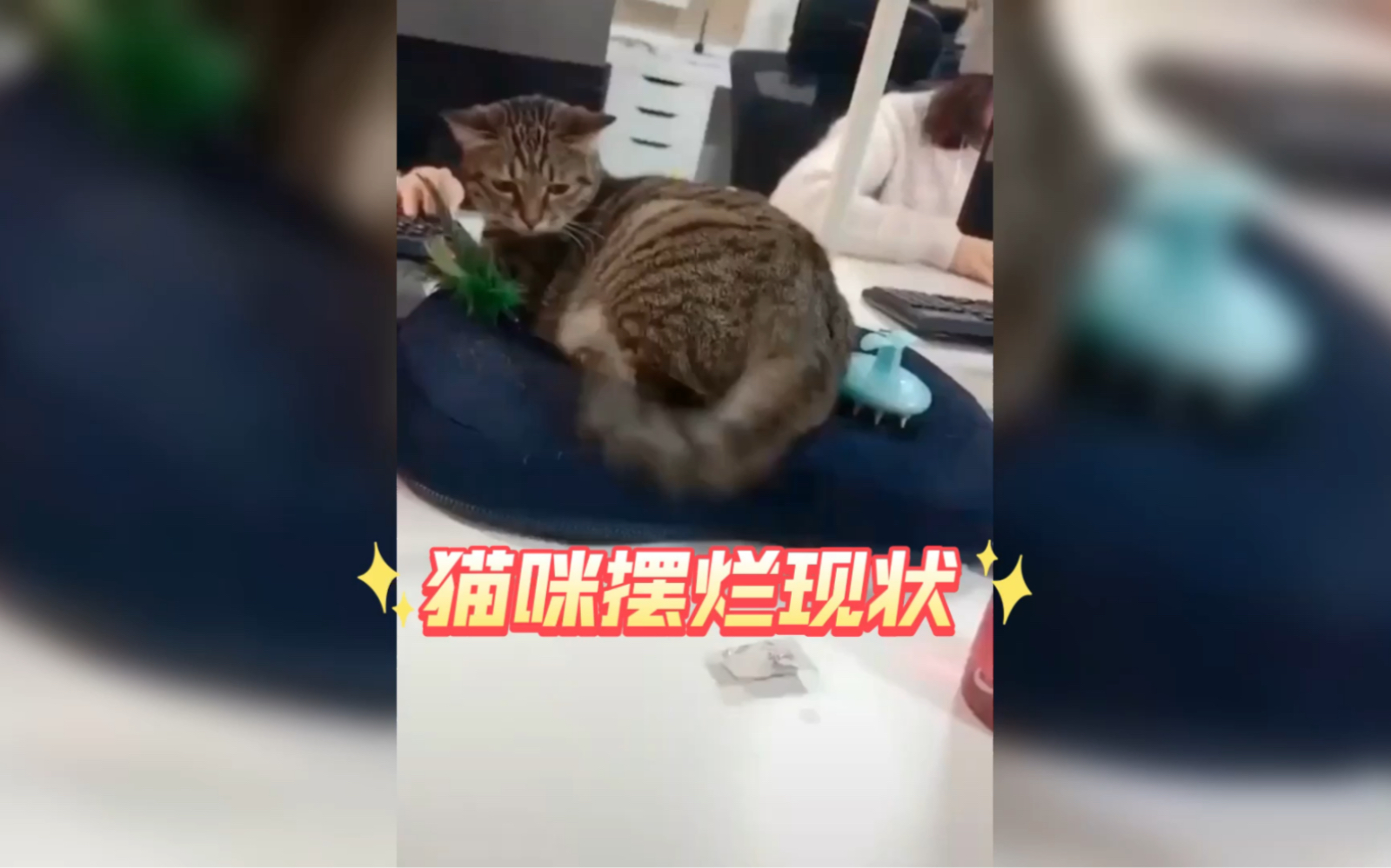 [图]猫咪的摆烂现状，喵星人为什么这么懒？