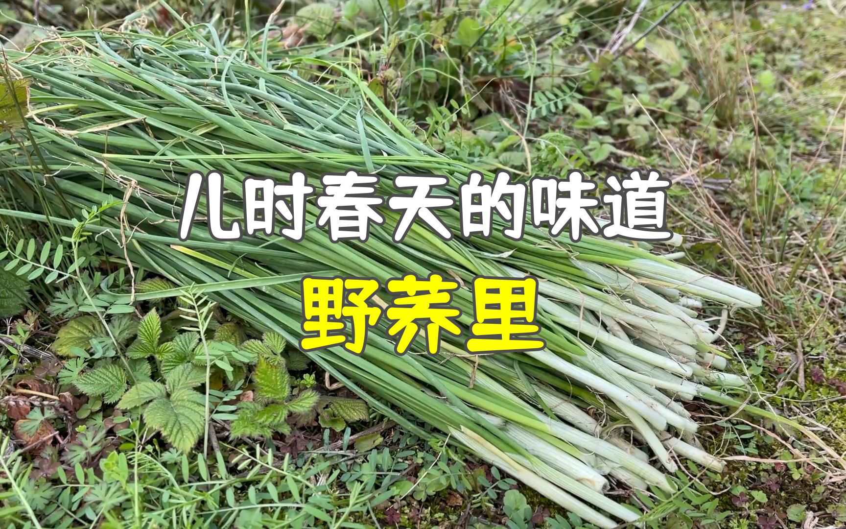 兒時的春味:野蕎裡;瀕危等級:無危;上榜理由:兒時春天必吃的野菜和