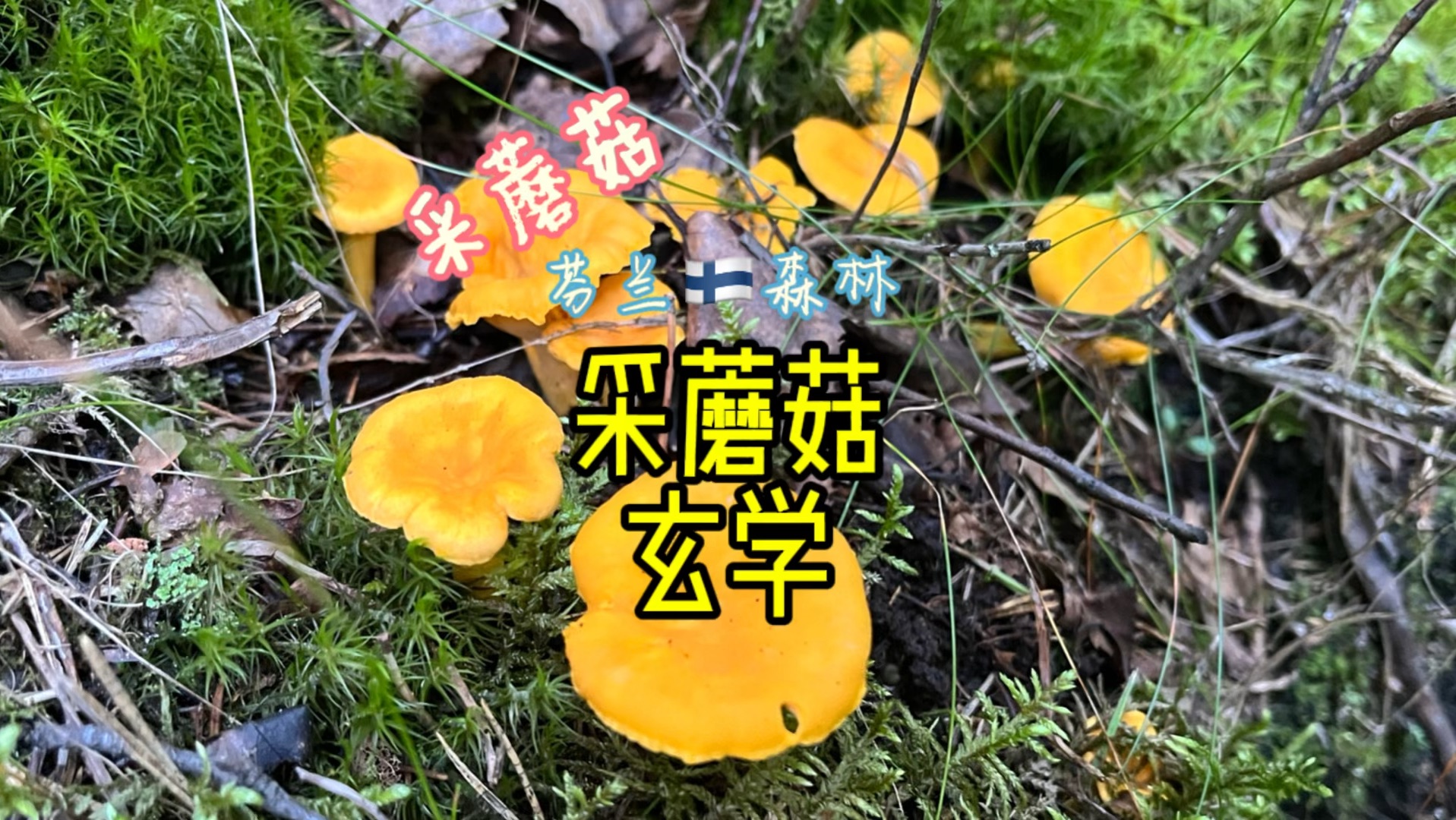 采蘑菇的玄学!哔哩哔哩bilibili