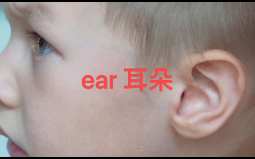 英语说词解字ear哔哩哔哩bilibili