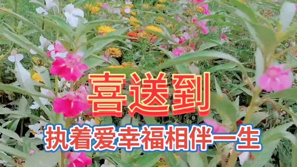 五彩缤纷的鲜花花海自然风景观赏,看到美丽鲜花花海,非常高兴啊!哔哩哔哩bilibili