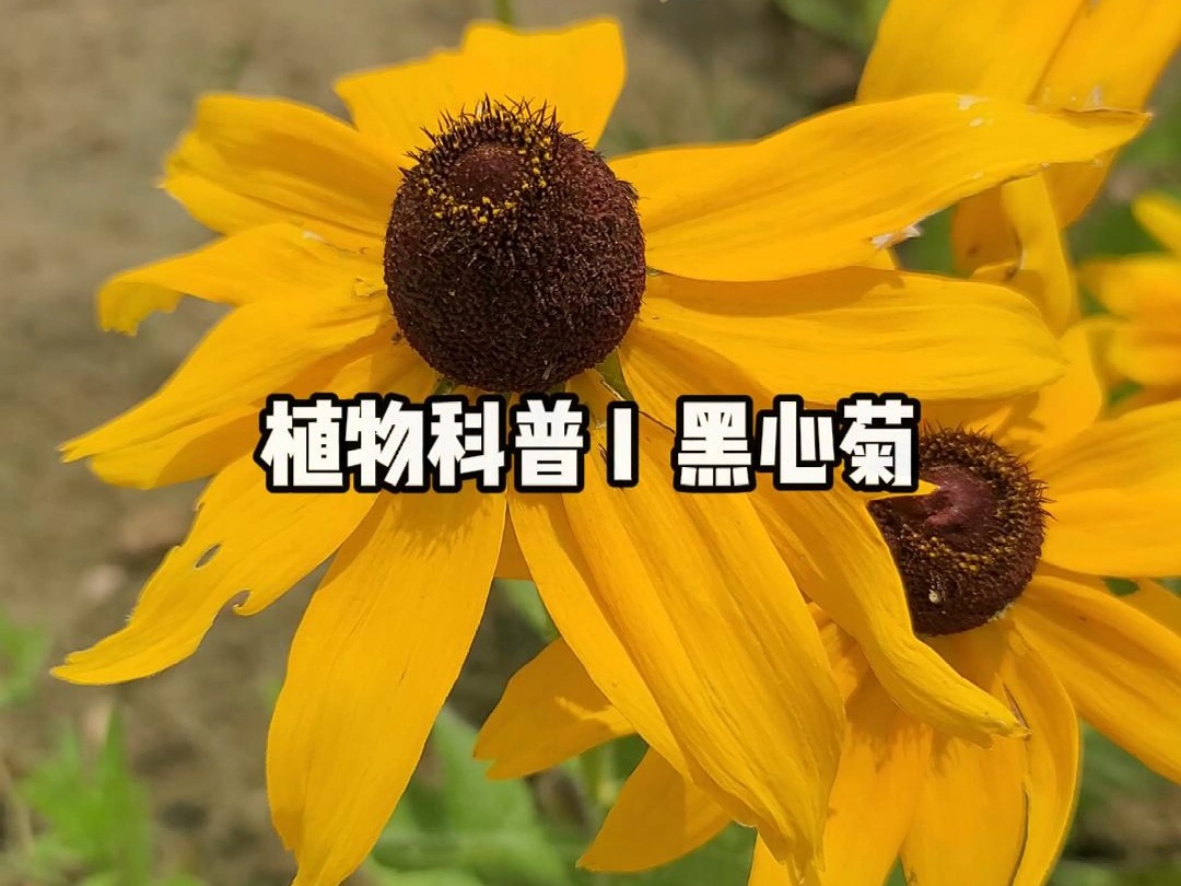 植物科普 I 黑心菊哔哩哔哩bilibili