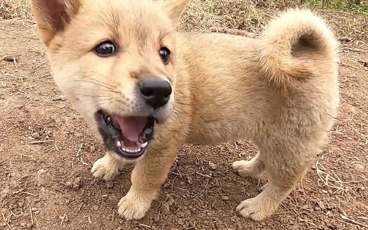 30元收着的小土狗耳朵立起来了,却被邻居排斥_哔哩哔哩_bilibili