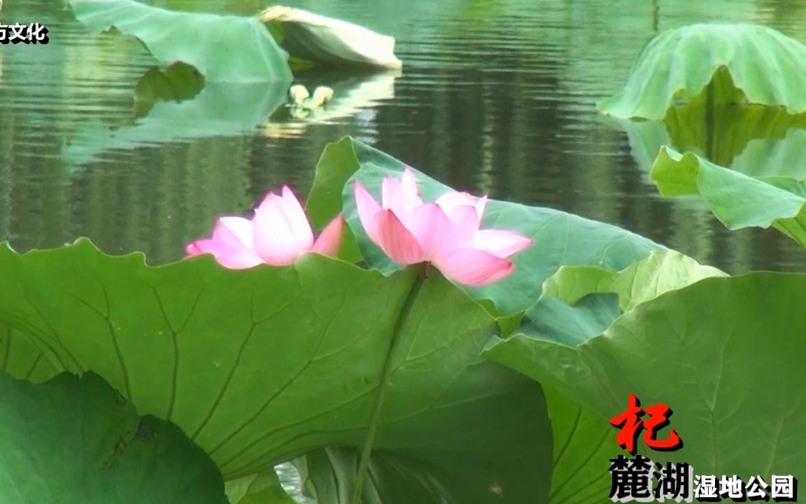 云南通海杞麓湖湿地公园风光哔哩哔哩bilibili