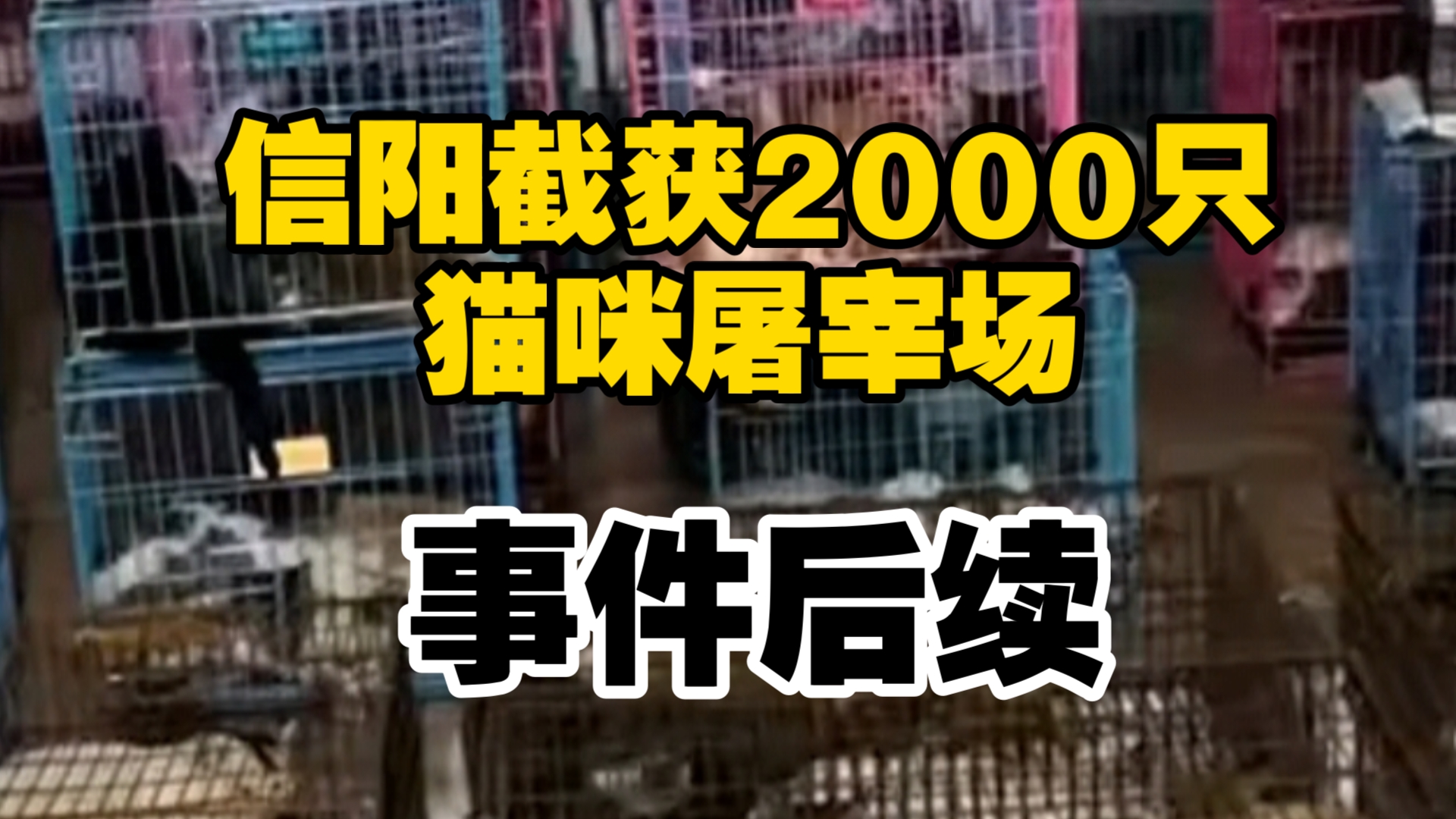 河南志愿者截获屠宰场货车,满载千只猫狗,信阳官方:已安置调查哔哩哔哩bilibili