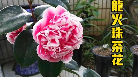 茶花品种介绍 龙火珠茶花 哔哩哔哩 Bilibili 茶花品种介绍 龙火珠茶花 哔哩哔哩 Bilibili