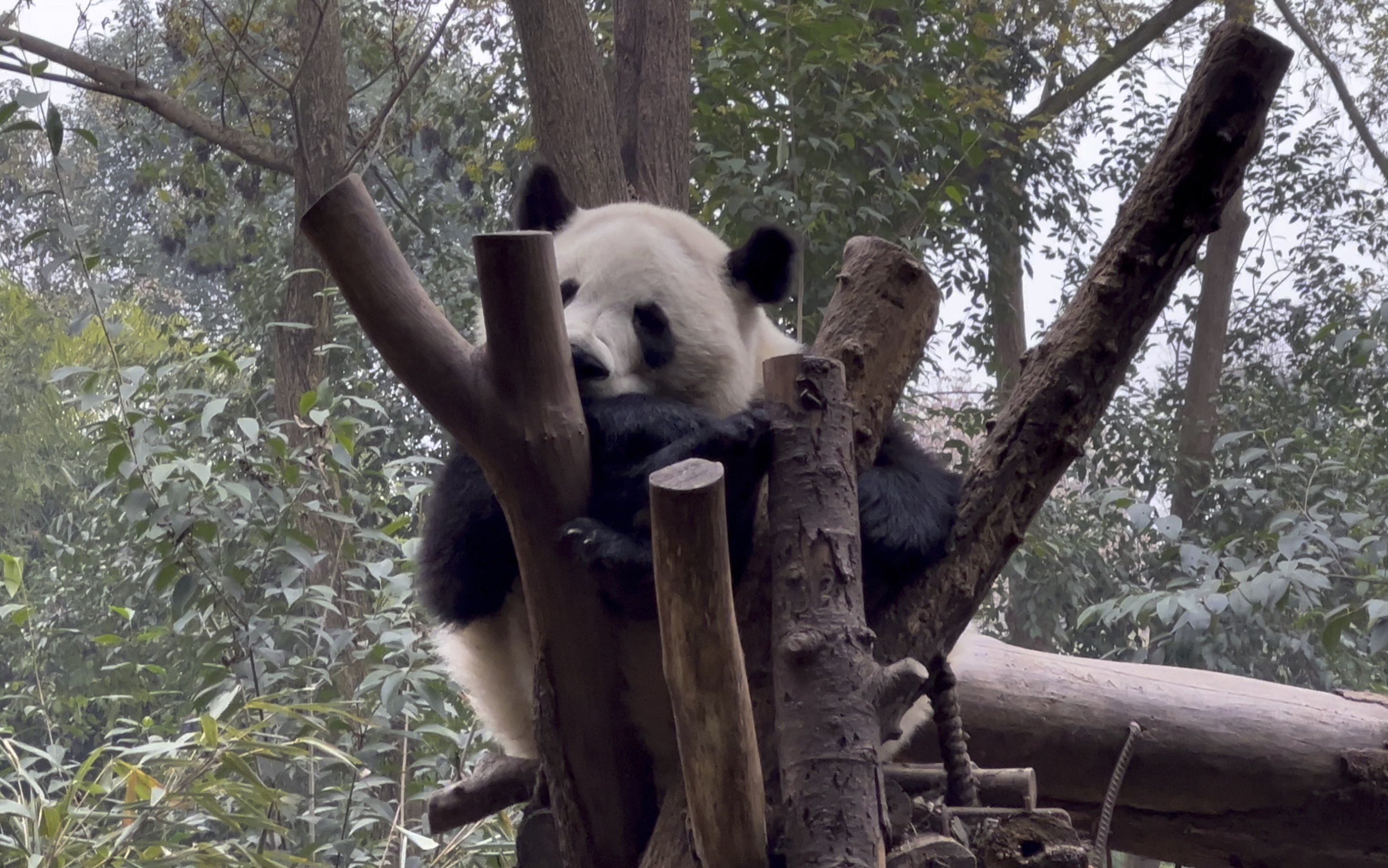 【大熊猫和叶】和叶弟弟大宝座上睡了好久的觉