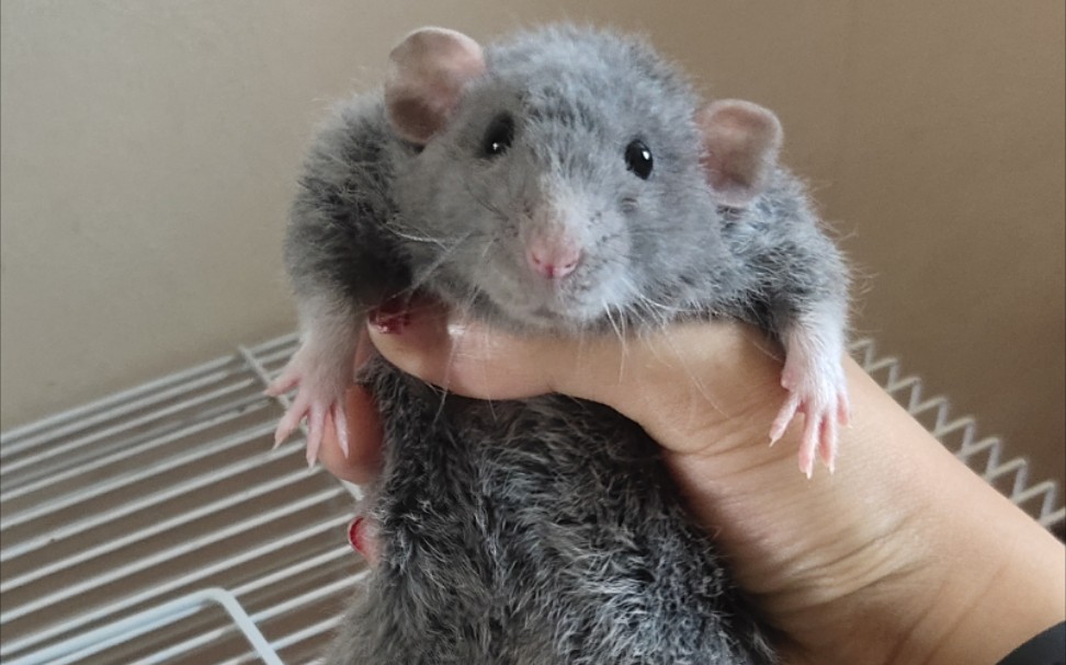 【花枝鼠】卷毛俄蓝dd的洗澡vlog