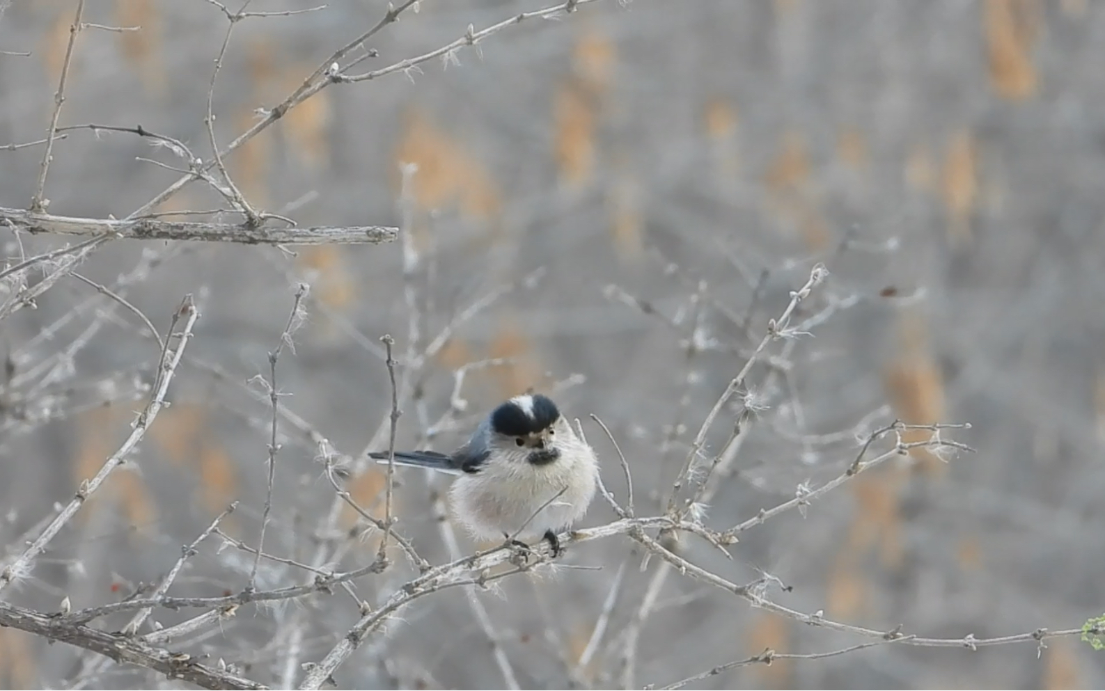 银喉长尾山雀是我的年度最爱,真的太可爱了