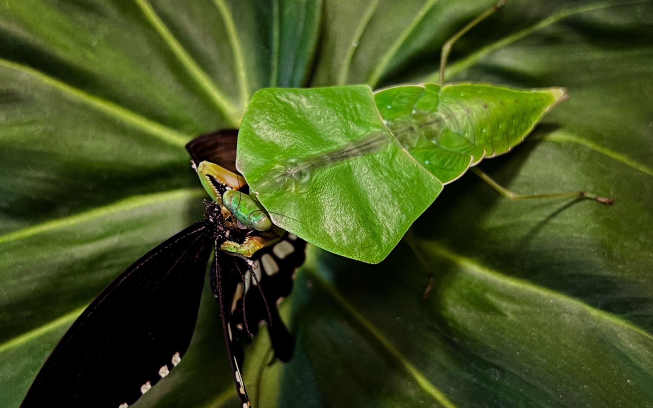 【sswの精彩瞬间】菱叶螳 choeradodis rhomboidea 末龄雌若虫捕食