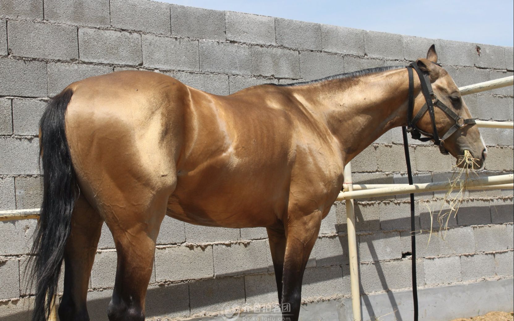 古代被称汗血宝马,公认为世界最美的马,全身梦幻毛色让人屏息!