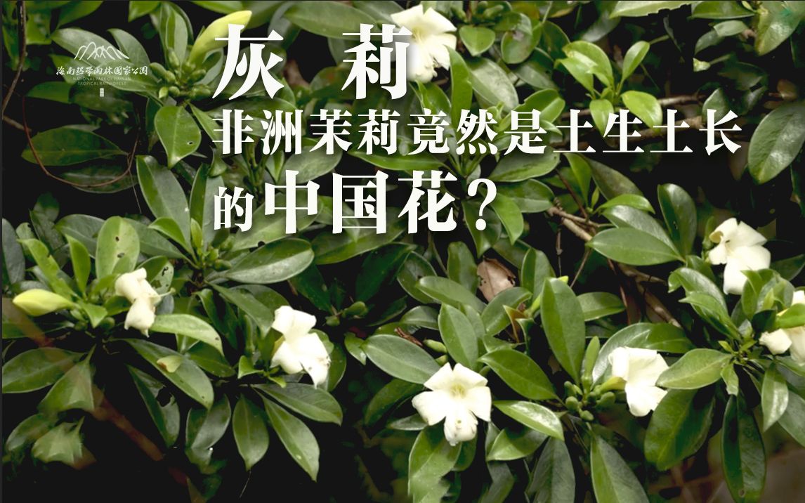 植物篇:灰莉 | 海南热带雨林国家公园科普视频系列哔哩哔哩bilibili