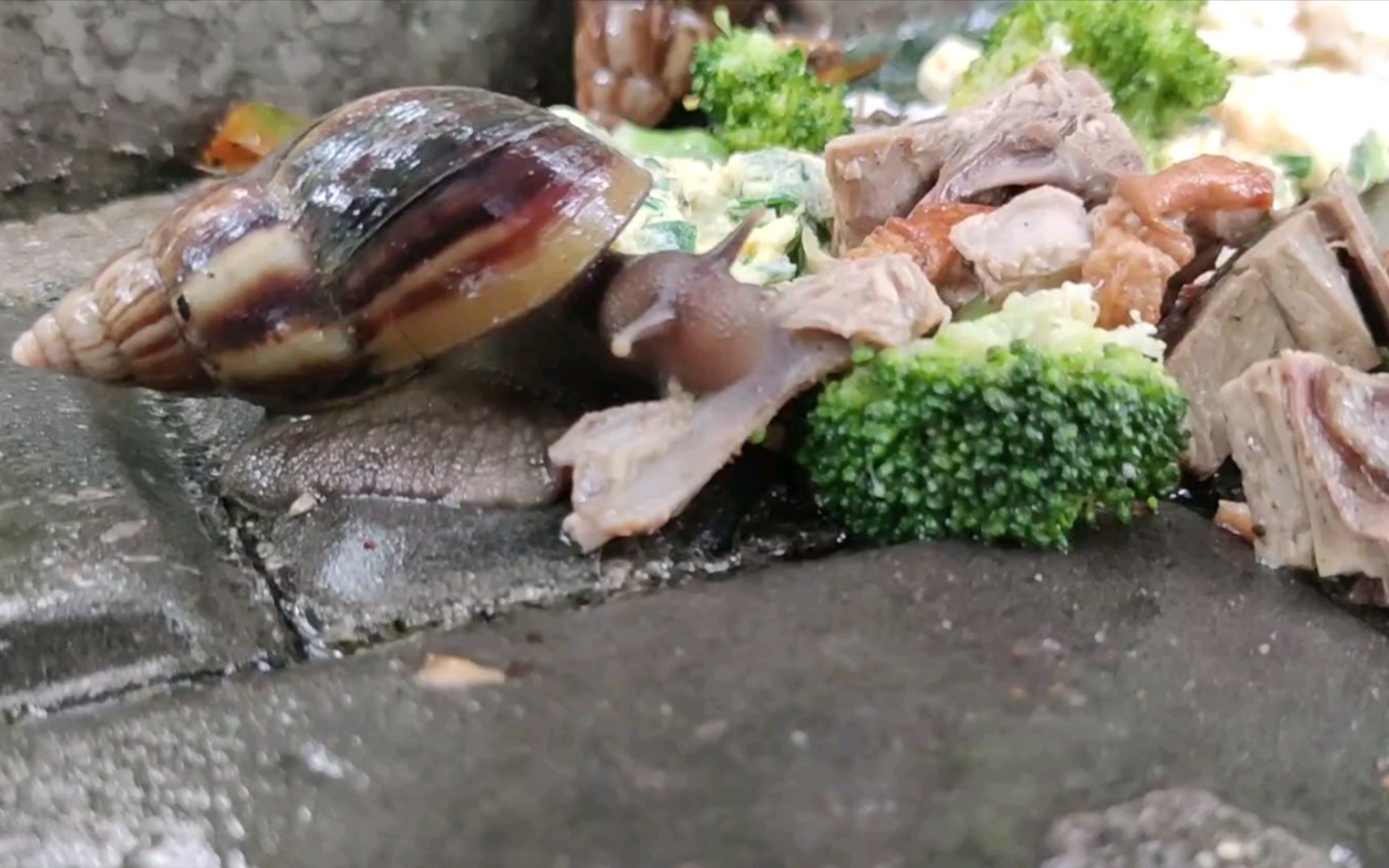 路边的巴西蜗牛