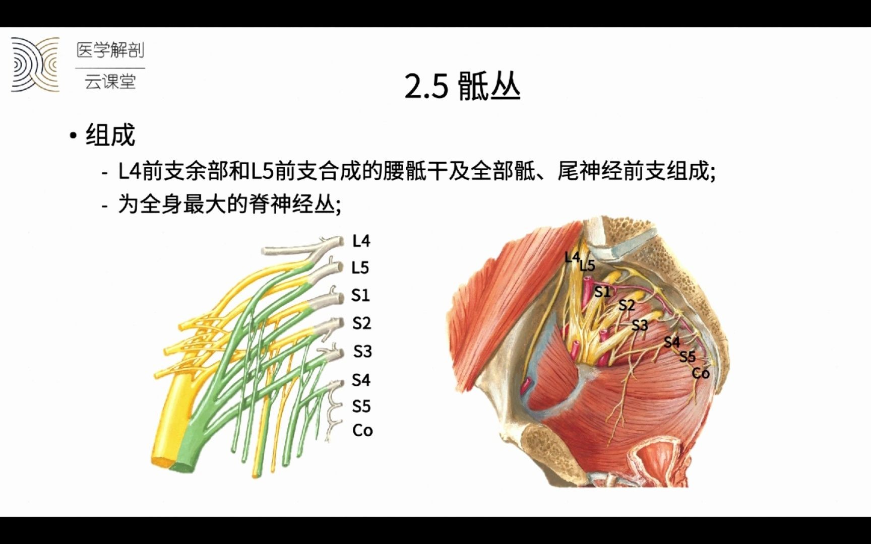 25 第二十五节脊神经(下)