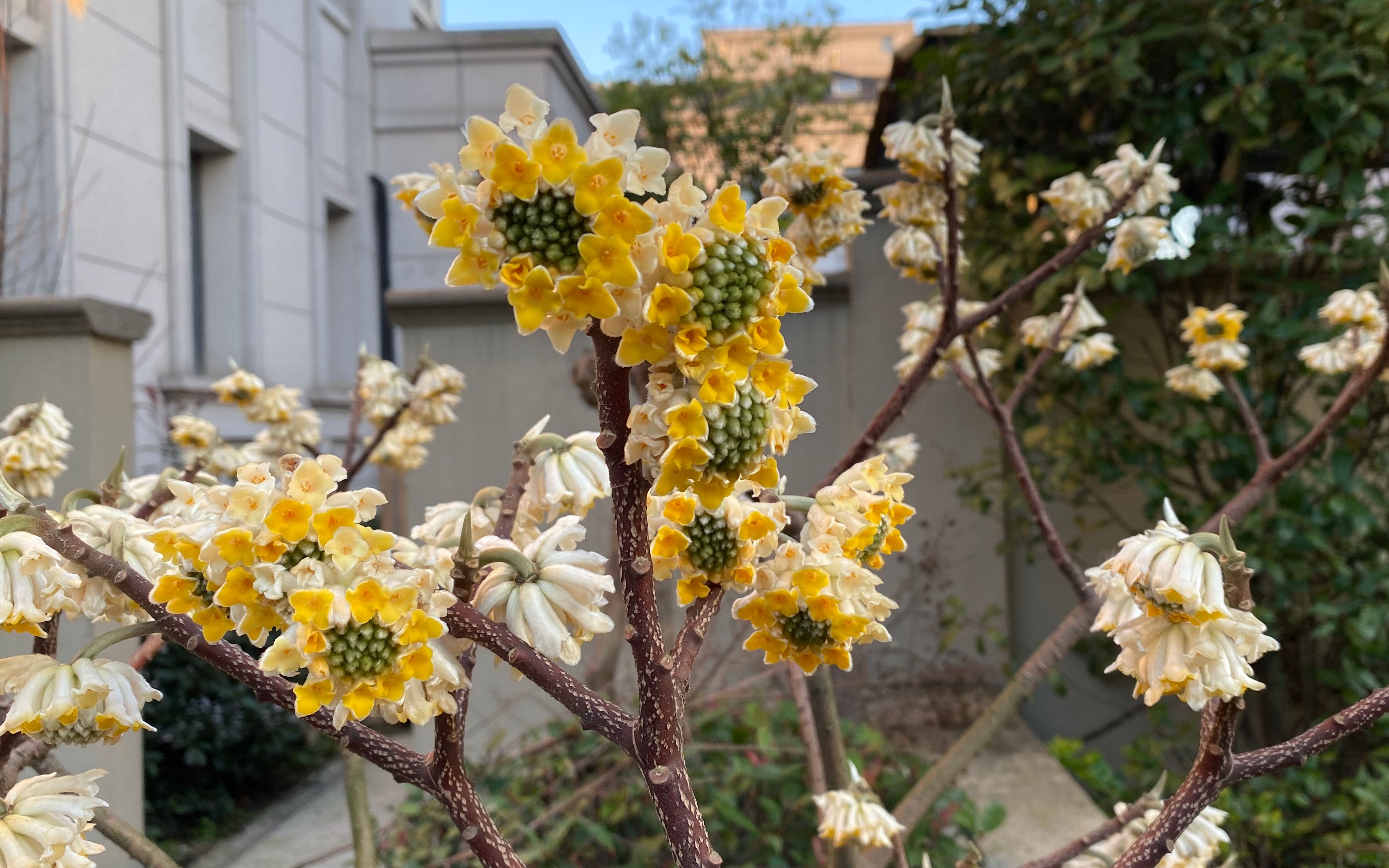 冬天的结香花图片