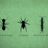 【转载】昆虫步态_蚂蚁，蜈蚣，蜘蛛【动画师Stephen Cunnane】