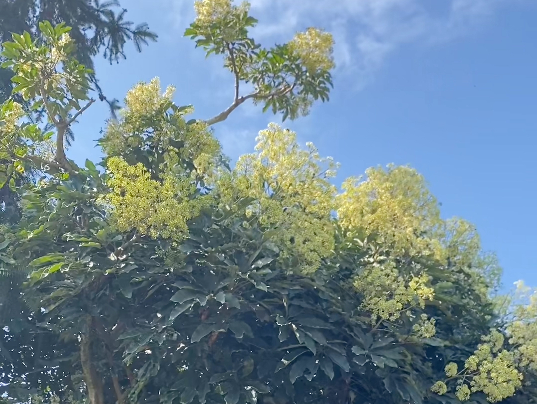 鸭脚木花大开路上都是花香味鸭脚木蜜很香