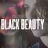 【寡红】Black Beauty