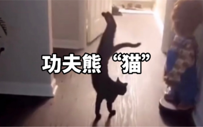 [图]功夫熊“猫”