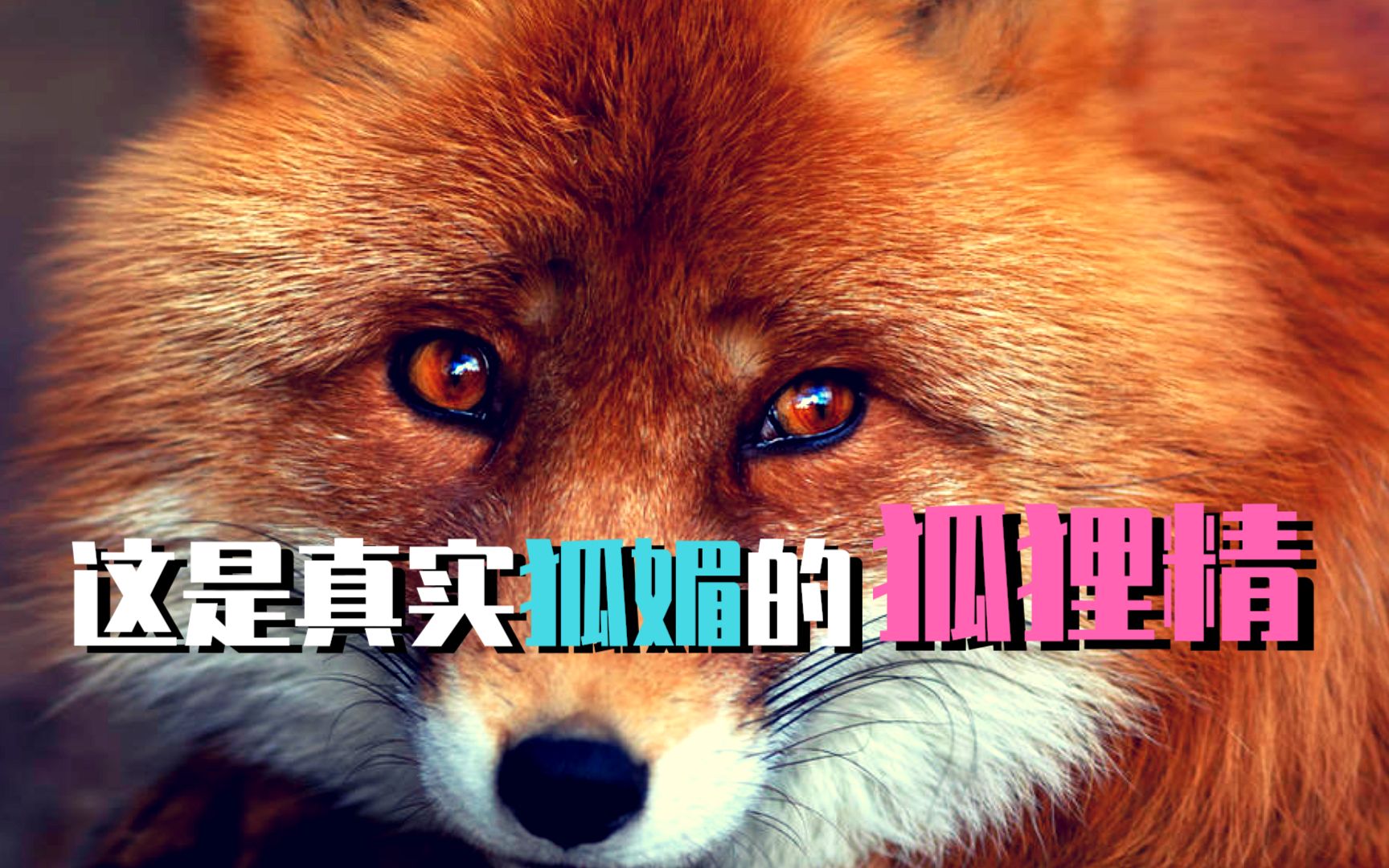 狐狸狐媚的10大瞬间!