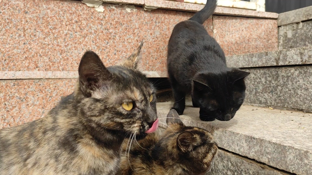 【黑猫】【玳瑁猫】猫猫喝水