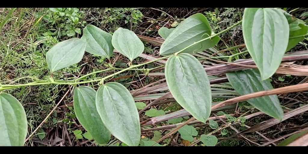 毛金刚草药图片图片