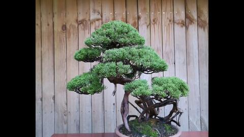 中品真柏复整,日本盆景盆栽,黑松真柏盆景造型制作,舍利雕刻丝雕_哔