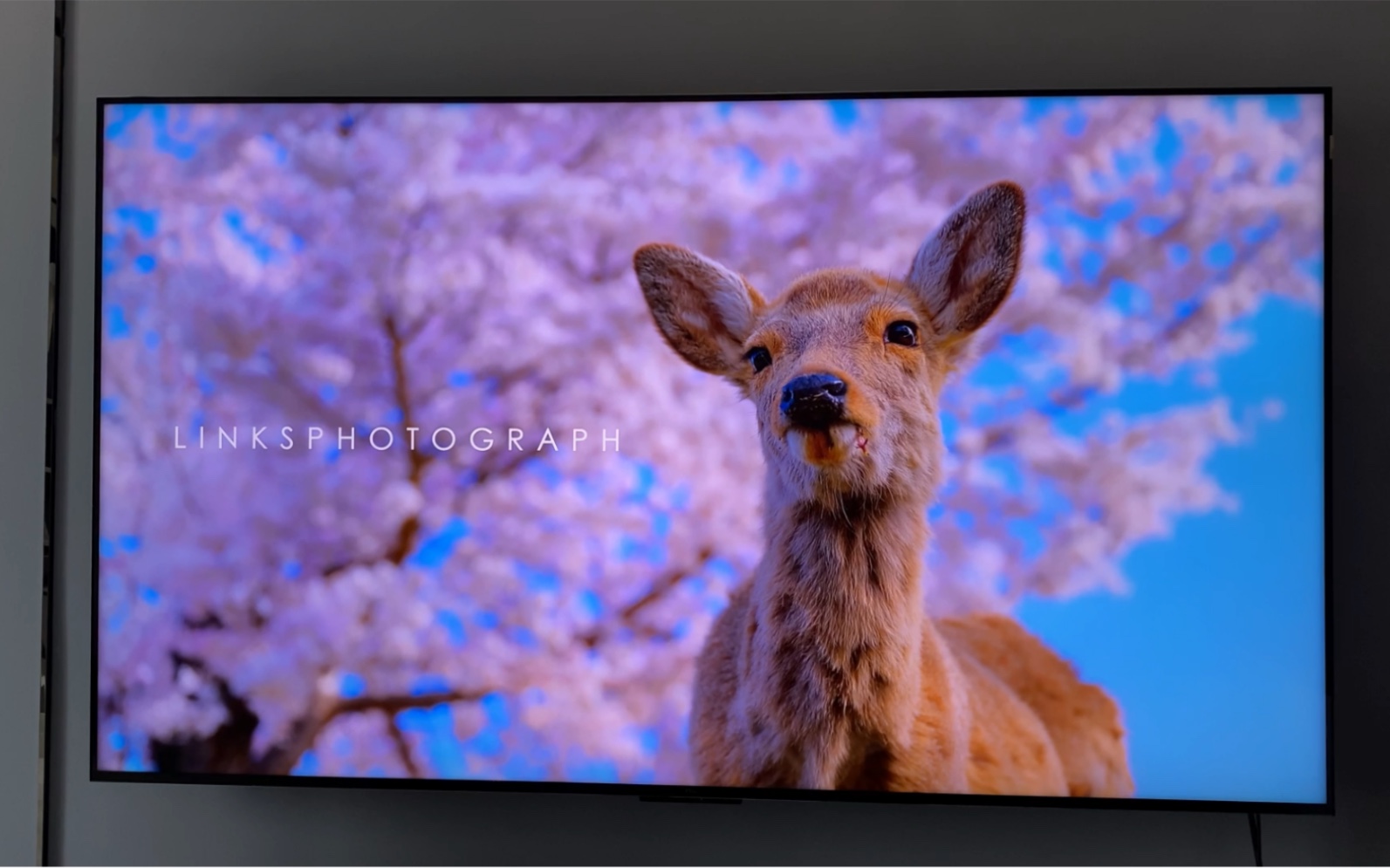 TCL x11白天开灯屏射哔哩哔哩bilibili