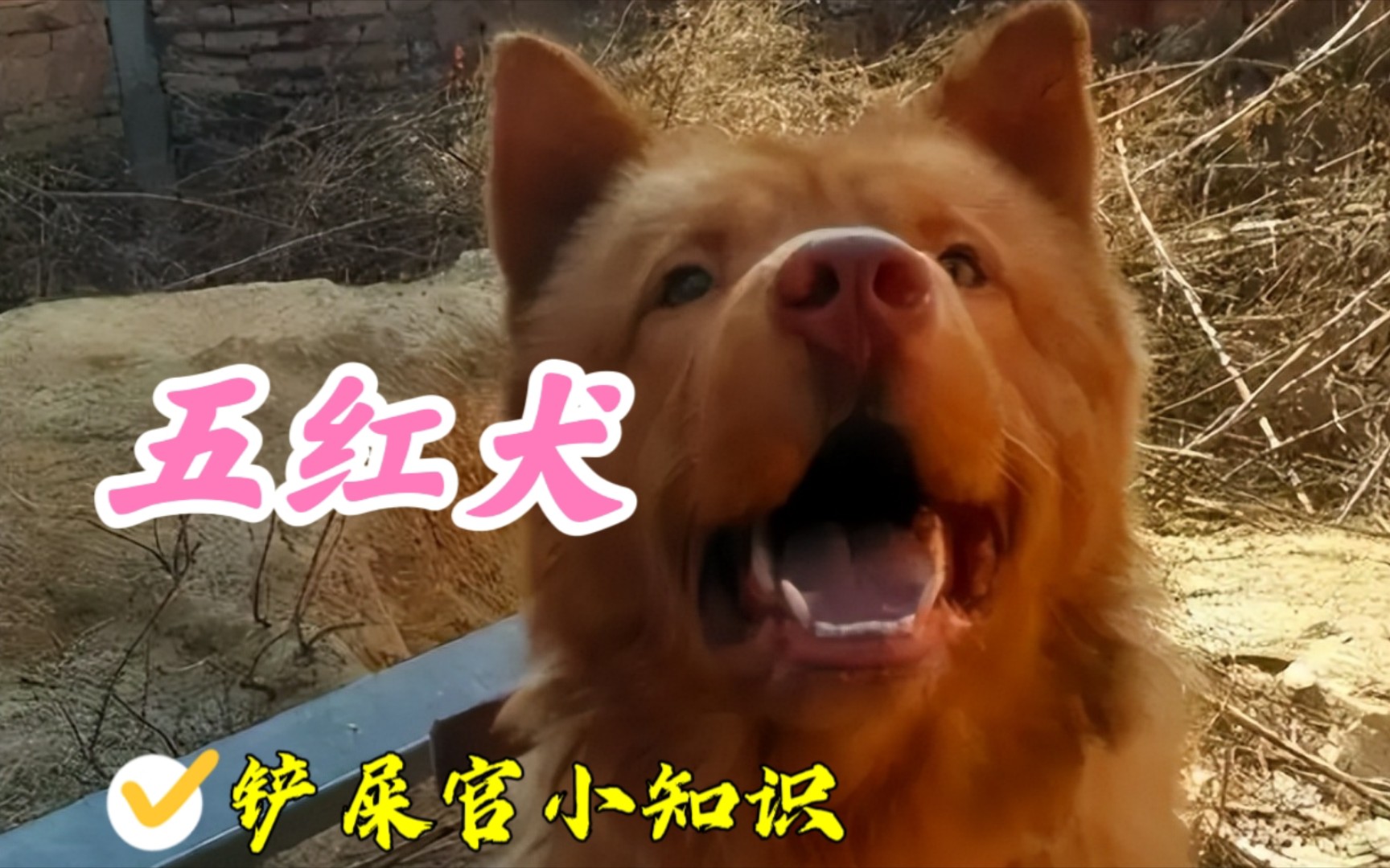 五红犬,中华田园犬第一身价哔哩哔哩bilibili