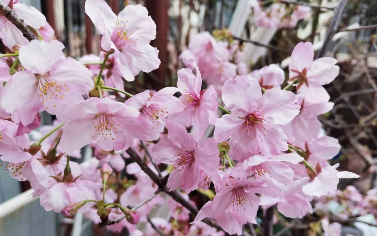 三月初旬,阳光樱绽放!