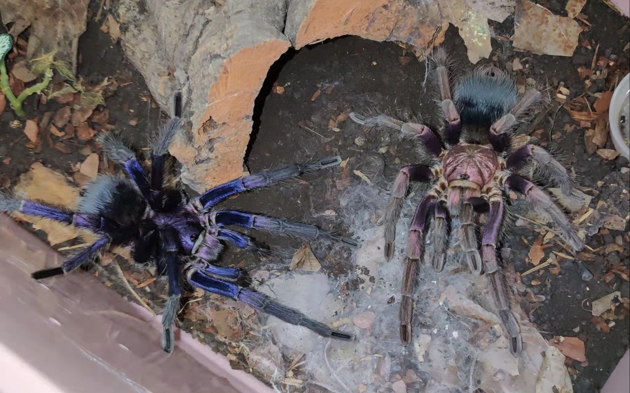 【渡渡鸟】蓝紫海地捕鸟蛛生宝宝了