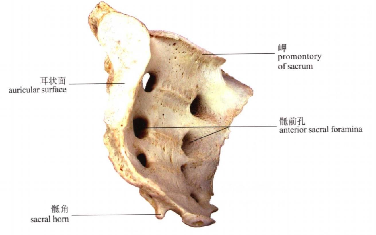 [图]系统解剖学标本识图指南-1-骨学/关节学