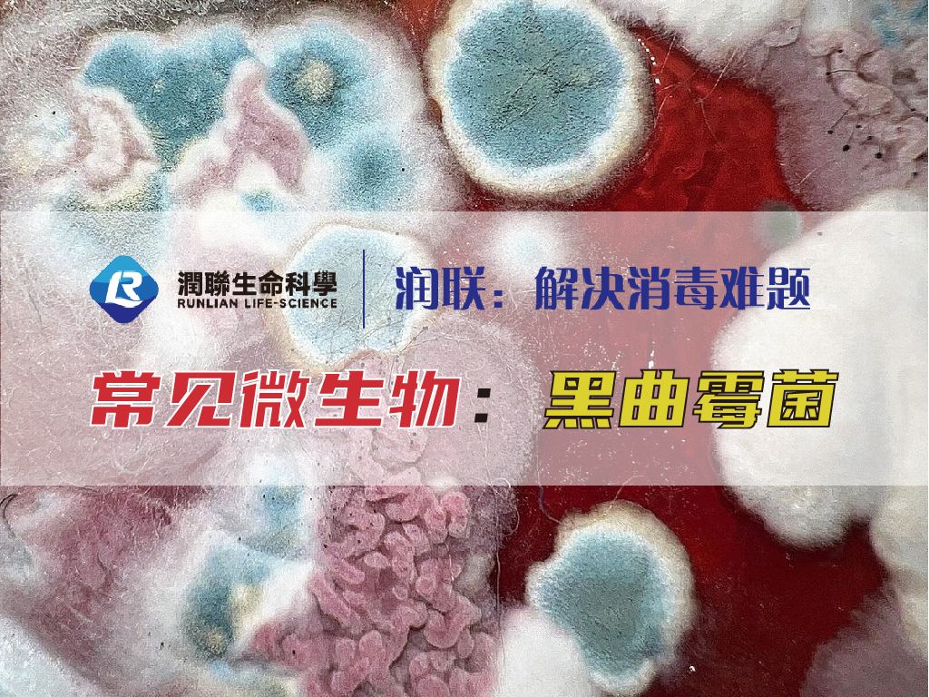 解读黑曲霉菌:它的特性与应用哔哩哔哩bilibili