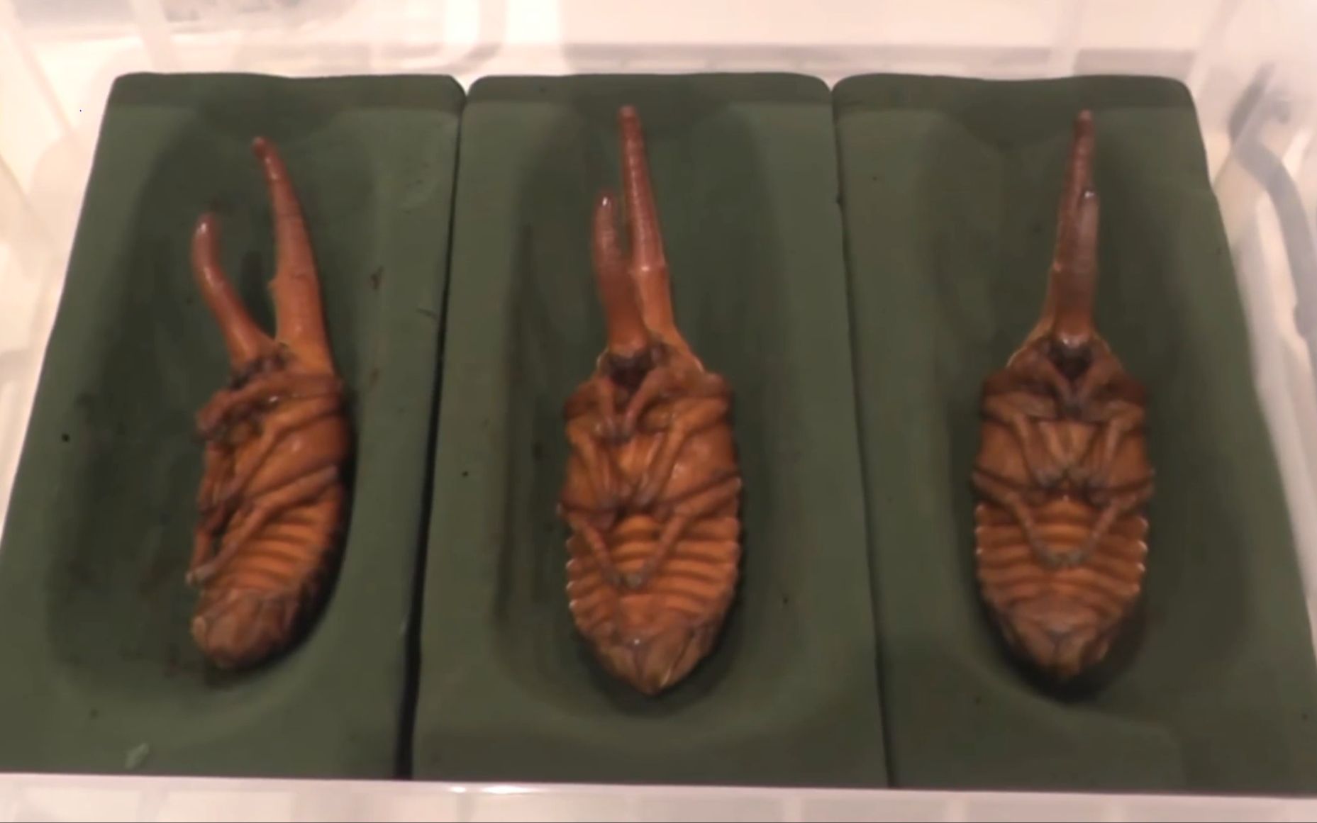 长戟大兜虫批量换人工蛹室上机翻