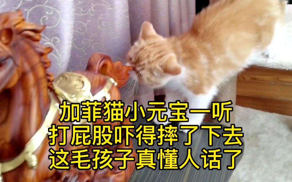 我家小猫咪最怕听见打屁股三个字哔哩哔哩bilibili