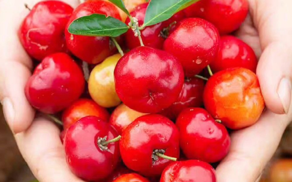 巴巴多斯樱桃,被誉为vc之王,在家种一盆怎么样