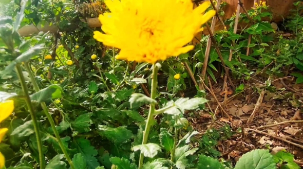 秋天,意味着成熟.一场绵绵秋雨过后,风里带着清新的泥土气息和水果熟透的香味,在微微枯燥的空气里飘荡,让人觉得格外的舒畅.哔哩哔哩bilibili