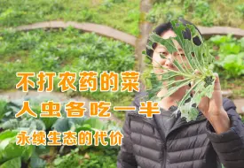 Download Video: 不打农药的菜，人虫各吃一半，这是永续生态的代价