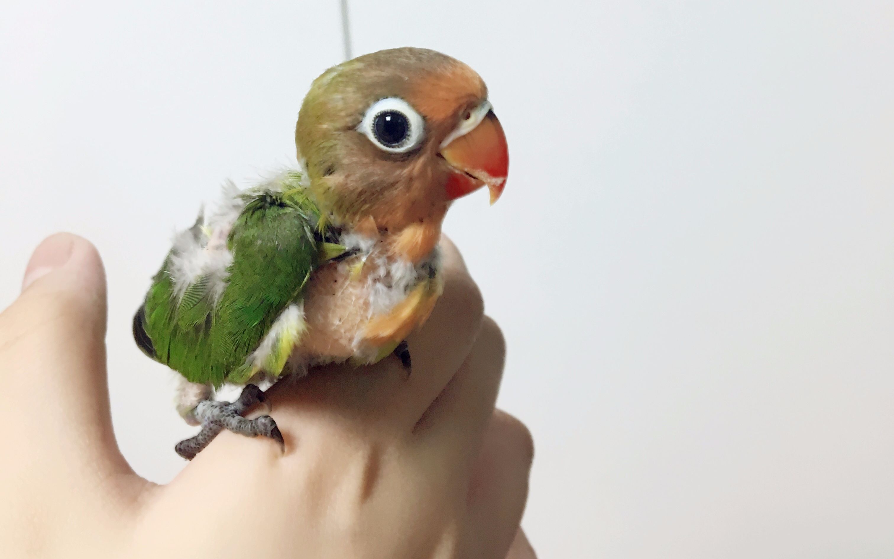 【脆皮小鹦鹉】就算再困也要吃掉这盆小谷子!