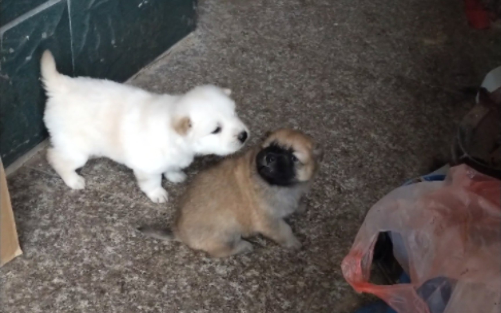 小奶狗:饿死狗啦!饿死狗啦