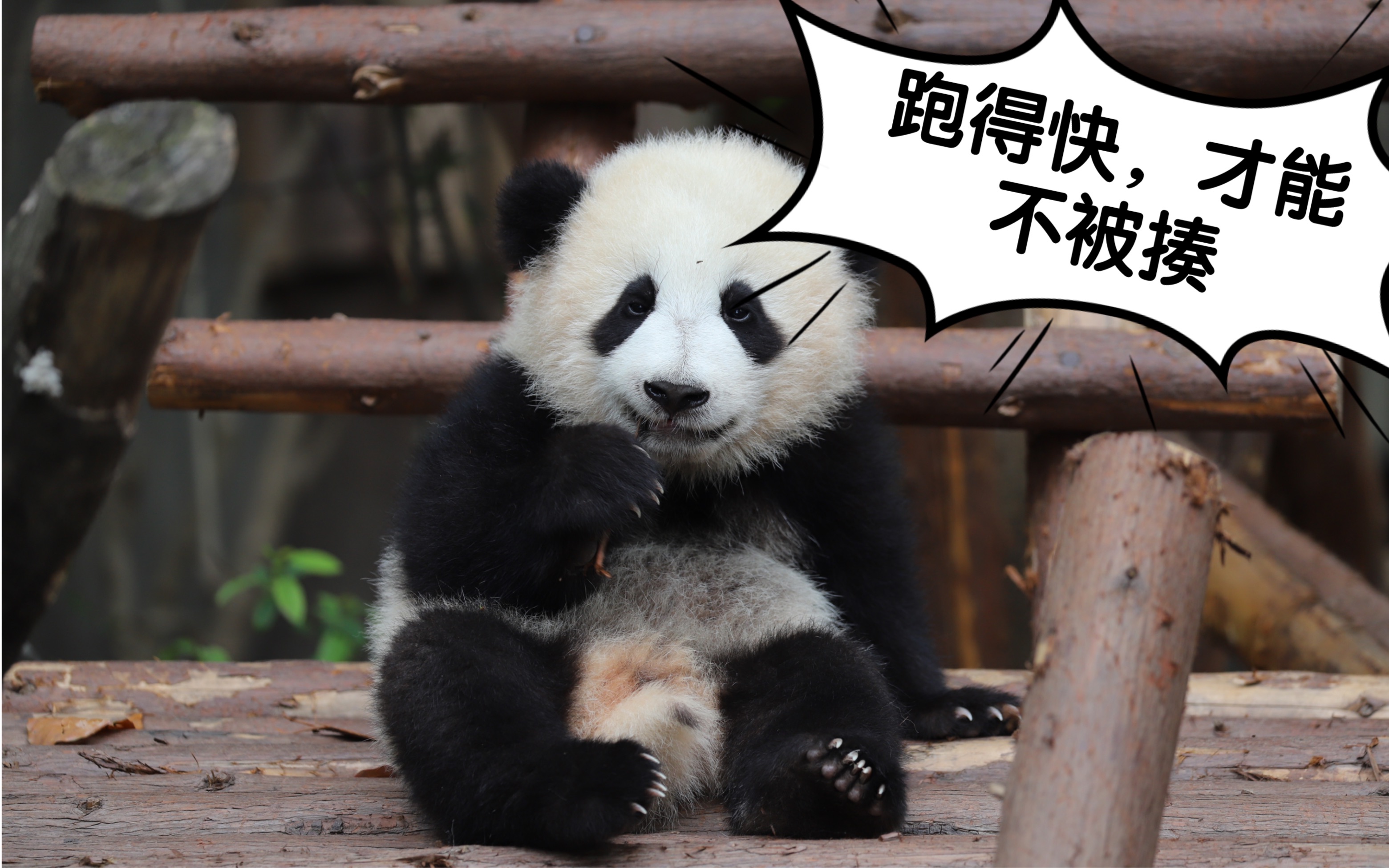 【熊猫】茱萸妹妹跑得太快了,这速度简直是女版博尔特呀_哔哩哔哩 (゜