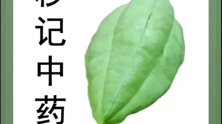 [图]《300中成药》第72剂 蜜炼川贝枇杷膏