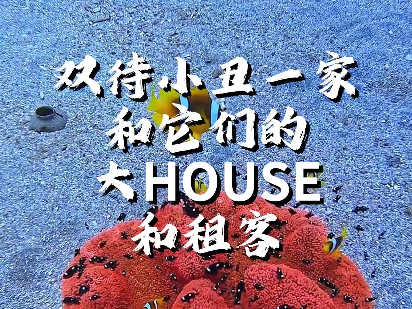 双带小丑一家和它们的大HOUSE和租客 #小丑鱼 #小丑鱼尼莫 #海葵 #地毯海葵 #海水生物哔哩哔哩bilibili