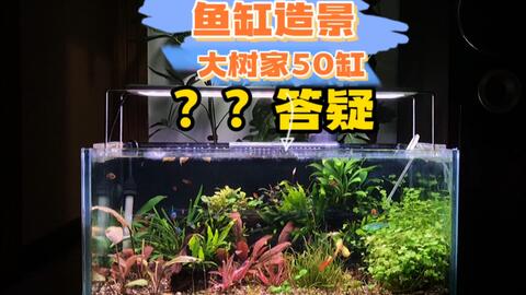 草禾鱼 造景 大树家50水草缸答疑 哔哩哔哩 Bilibili