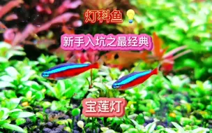 Télécharger la video: 热带鱼 灯科鱼 新手入坑推荐 最经典 宝莲灯